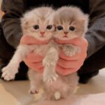 【悶絶】「おかえりニャ!」帰宅するたびに全力でお迎えしてくれる子猫さまの姿が愛おしすぎて癒やしが止まらない♡ - 肉球ドットコム(299.com)