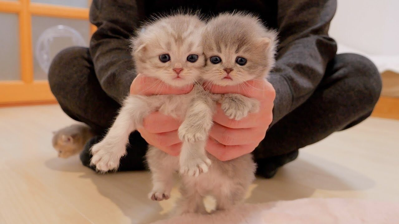 【悶絶】「おかえりニャ!」帰宅するたびに全力でお迎えしてくれる子猫さまの姿が愛おしすぎて癒やしが止まらない♡ - 肉球ドットコム(299.com)