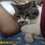 【悶絶】「パパ、大好きニャ〜♡」添い寝中にゴロゴロが止まらない!大爆音でおねだりする甘えん坊猫のリキちゃんに癒やされる - 肉球ドットコム(299.com)