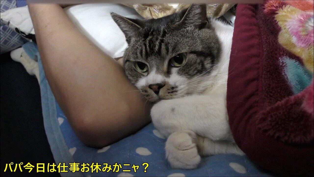 【悶絶】「パパ、大好きニャ〜♡」添い寝中にゴロゴロが止まらない!大爆音でおねだりする甘えん坊猫のリキちゃんに癒やされる - 肉球ドットコム(299.com)