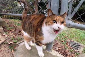 【癒やし】「ねえ、聞いてる?」可愛い声でお喋りしてくれる三毛猫さん。でも“モフり”は断固拒否!?なツンデレぶりに悶絶♡ - 肉球ドットコム(299.com)