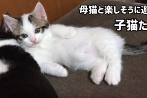 【癒やし】「ママ、大好きニャ!」全力で甘える子猫さんと、優しく見守る母猫ひのきちゃんの絆に心がポカポカ温まる♡ - 肉球ドットコム(299.com)