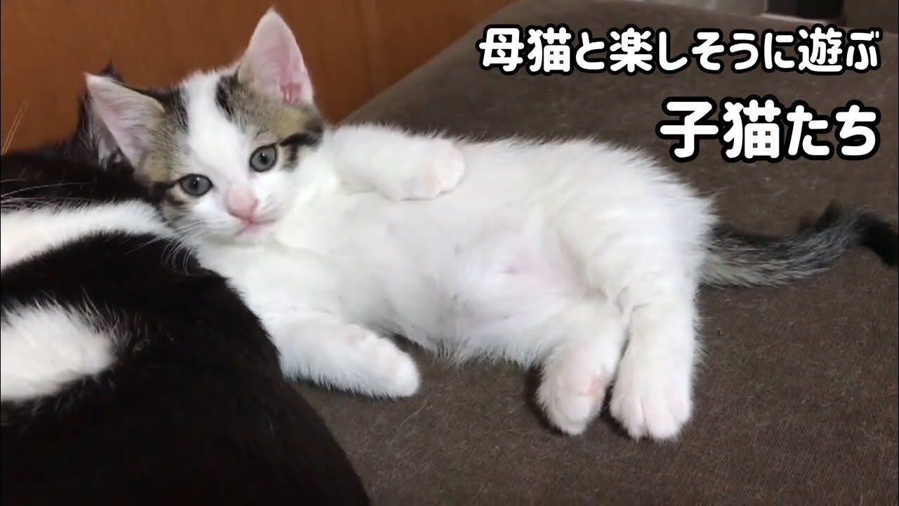 【癒やし】「ママ、大好きニャ!」全力で甘える子猫さんと、優しく見守る母猫ひのきちゃんの絆に心がポカポカ温まる♡ - 肉球ドットコム(299.com)