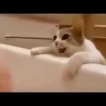 【悶絶】「大変ニャ!飼い主さんが溺れてる!?」必死でお風呂から救出しようとする猫さまの健気な姿に涙…! - 肉球ドットコム(299.com)