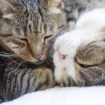 【癒やし】「ねえ、まるさんどこ?」夕方になると寂しくなっちゃうはなちゃん。大好きな相棒を探して鳴く健気な姿に心が洗われる♡ - 肉球ドットコム(299.com)