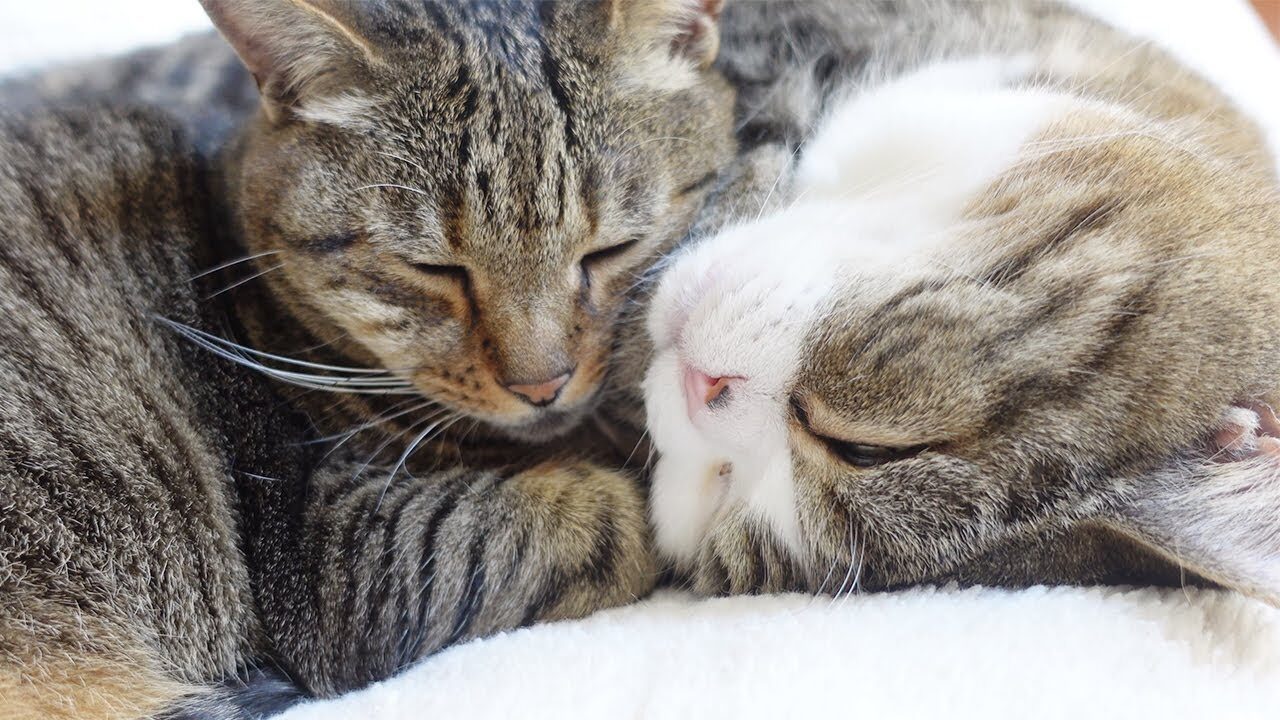 【癒やし】「ねえ、まるさんどこ?」夕方になると寂しくなっちゃうはなちゃん。大好きな相棒を探して鳴く健気な姿に心が洗われる♡ - 肉球ドットコム(299.com)