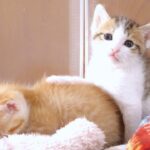 ミルクに夢中の子猫たち、その後の姿に思わず笑顔がこぼれる - 肉球ドットコム(299.com)