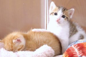 ミルクに夢中の子猫たち、その後の姿に思わず笑顔がこぼれる - 肉球ドットコム(299.com)