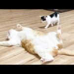 【悶絶】「大変だニャ!お兄ちゃんが倒れてる!」倒れている先住猫を見つけた子猫。心配して駆け寄る健気な姿に癒やされる♡ - 肉球ドットコム(299.com)