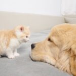 【悶絶】「ボク、ずっと隣にいたいニャ♡」ゴールデンレトリバーにベタ惚れな子猫さん。愛情たっぷりな“究極の密着”に癒やしと感動が止まらない! - 肉球ドットコム(299.com)
