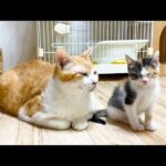 【癒やし】「ボク、もう限界ニャ…」座ったままウトウトしちゃう子猫さん。優しく見守る先住猫との“尊すぎる絆”に悶絶! - 肉球ドットコム(299.com)