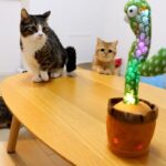 不思議な動きに釘付け!光るサボテンに困惑する短足猫ファミリーが可愛すぎる - 肉球ドットコム(299.com)