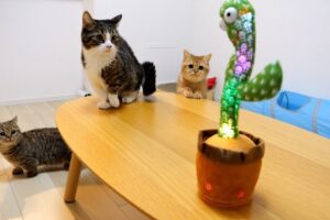 不思議な動きに釘付け!光るサボテンに困惑する短足猫ファミリーが可愛すぎる - 肉球ドットコム(299.com)